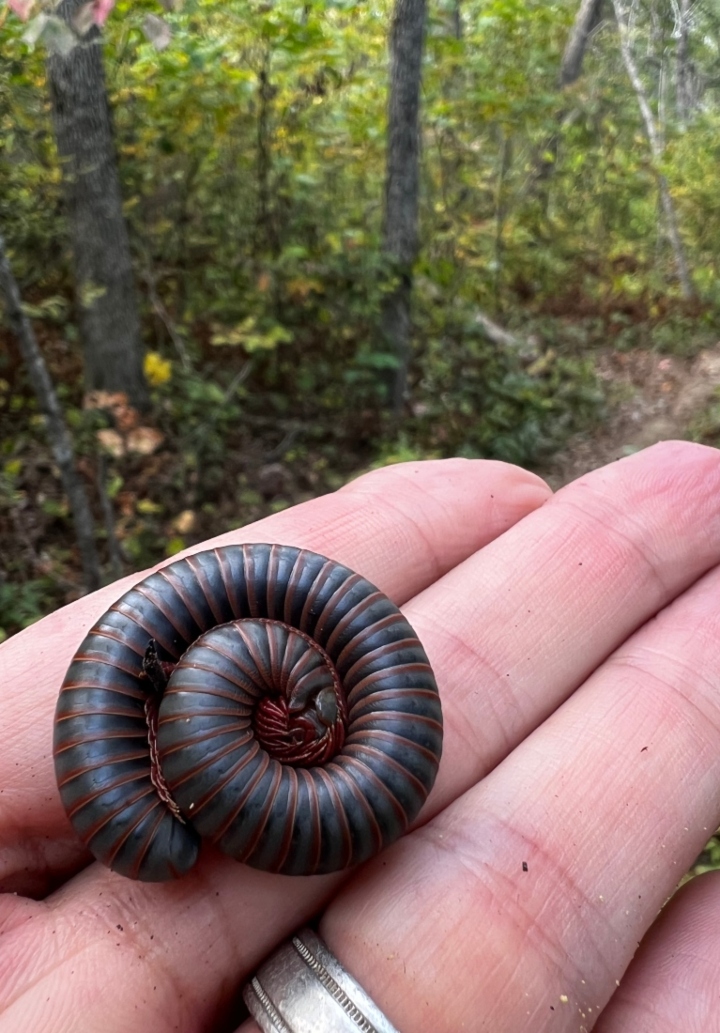 American Giant Millipede